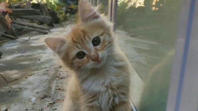 Bu kedinin adı yediğiniz/içtiğiniz son şey olsaydı ne olurdu?