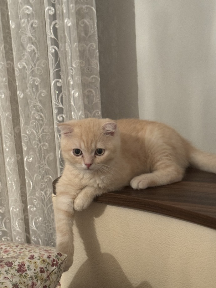 Kurban alamadık bu sene bunu kessem olur mu?