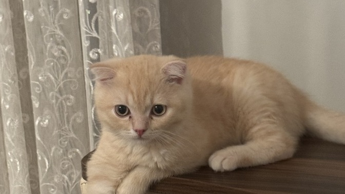 Kurban alamadık bu sene bunu kessem olur mu?