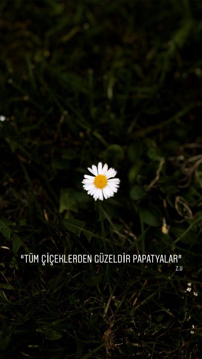 Papatyanın 🌼 hikayesini biliyor musunuz?