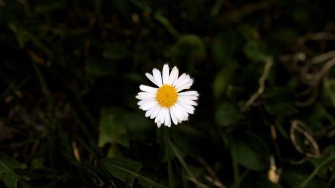 Papatyanın 🌼 hikayesini biliyor musunuz?