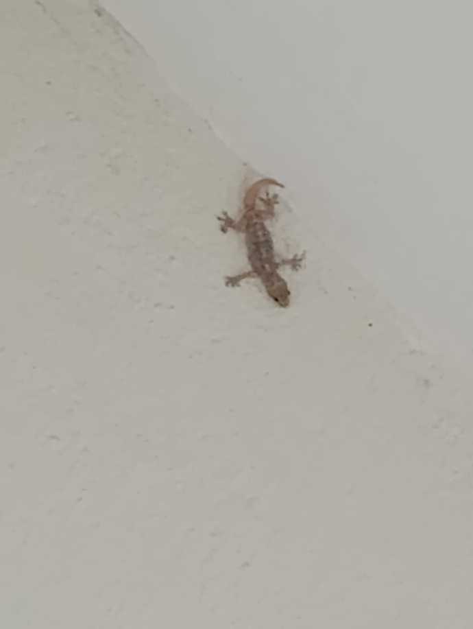 Kertenkeleler hamamböceklerinden daha tatlı değil mi?