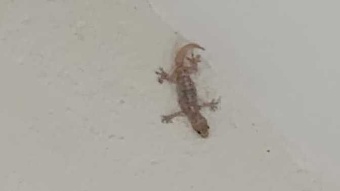 Kertenkeleler hamamböceklerinden daha tatlı değil mi?