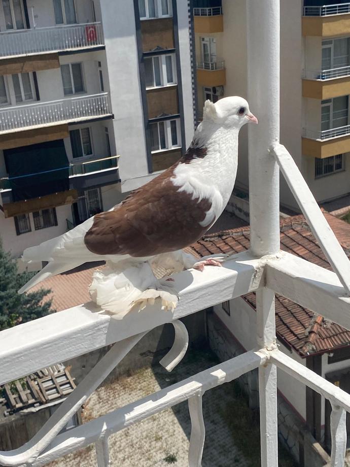 Güvercinim çok güzel değil mi 🥺❤️‍🩹?