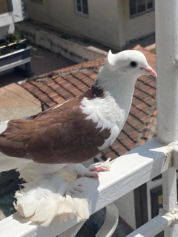 Güvercinim çok güzel değil mi 🥺❤️‍🩹?