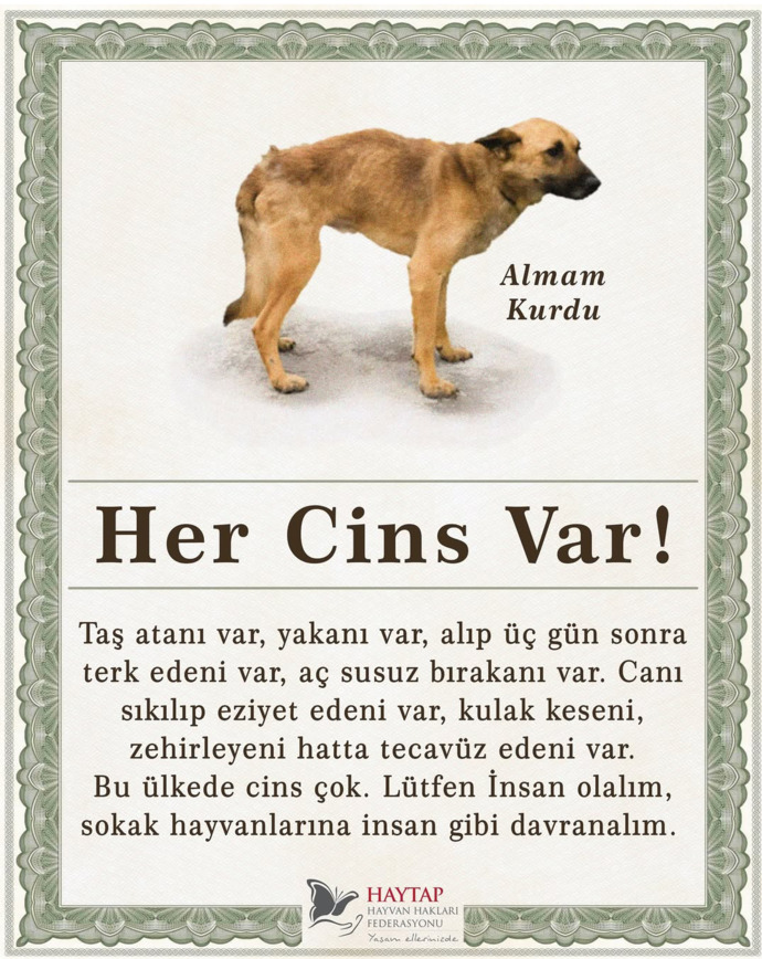 İnsanların bu cins merakı nerden geliyor barınaklar cins dolu ama hâlâ cins ilanlarına fiyat soranlarla dolu?