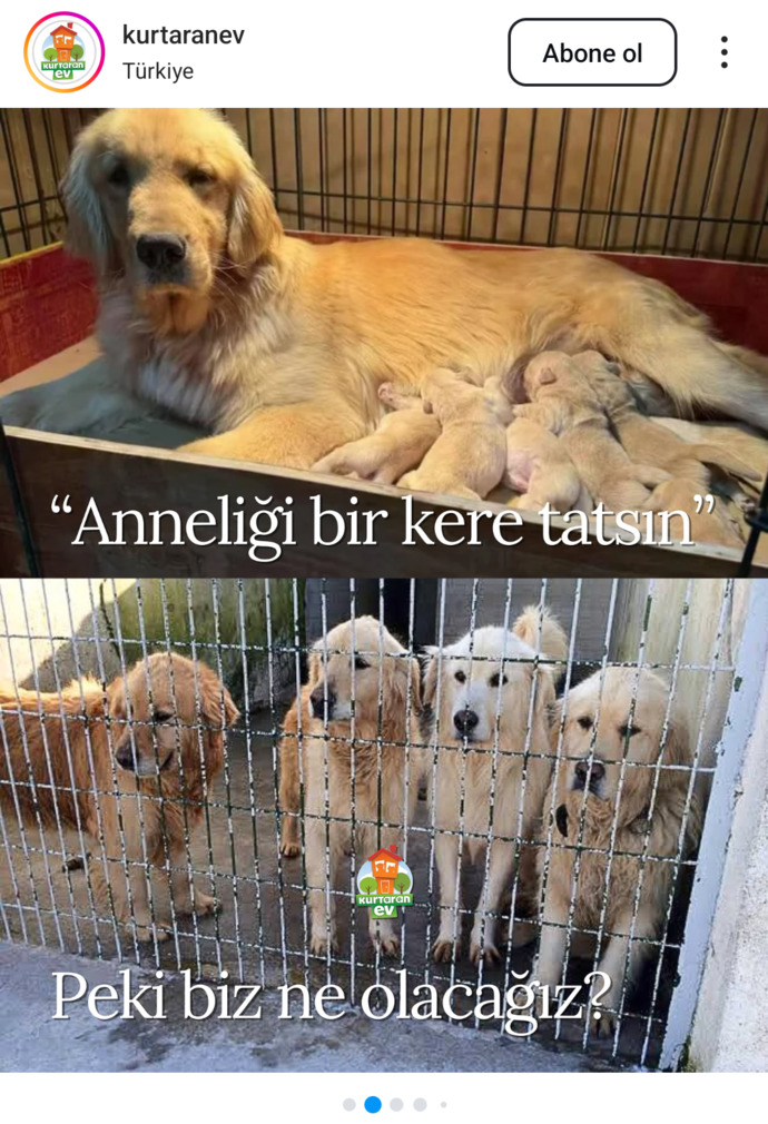 İnsanların bu cins merakı nerden geliyor barınaklar cins dolu ama hâlâ cins ilanlarına fiyat soranlarla dolu?