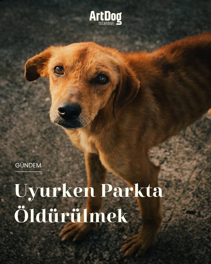 İnsanların bu cins merakı nerden geliyor barınaklar cins dolu ama hâlâ cins ilanlarına fiyat soranlarla dolu?