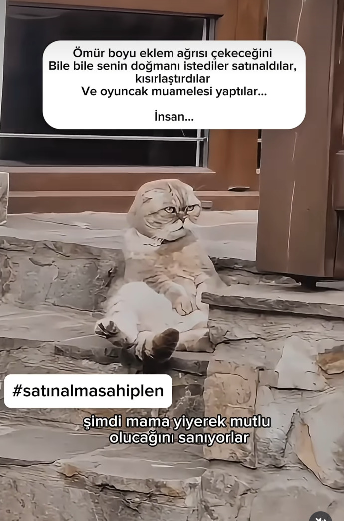 İnsanların bu cins merakı nerden geliyor barınaklar cins dolu ama hâlâ cins ilanlarına fiyat soranlarla dolu?
