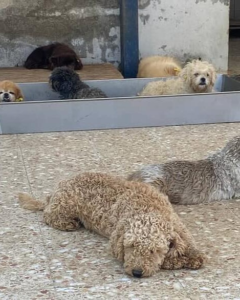 İnsanların bu cins merakı nerden geliyor barınaklar cins dolu ama hâlâ cins ilanlarına fiyat soranlarla dolu?