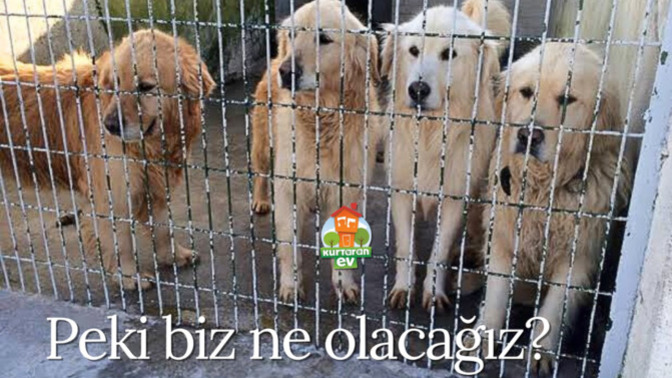 İnsanların bu cins merakı nerden geliyor barınaklar cins dolu ama hâlâ cins ilanlarına fiyat soranlarla dolu?