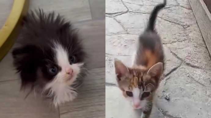 Tüyün kedilerini sever misiniz?