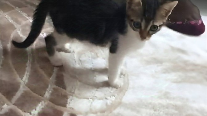 Ailenizin evinde ya da  kendinize ait evinizde bakmış olduğunuz bir hayvan dostunuz var mıdır?