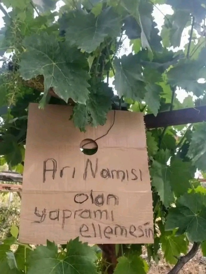 Siz tabeleya ne yazardiniz?