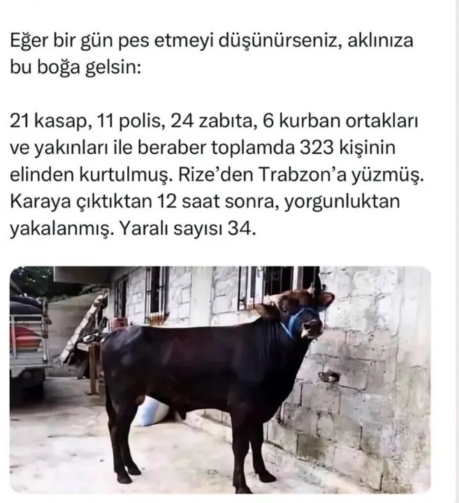 Pes ettiririz pes etmeyiz 😹