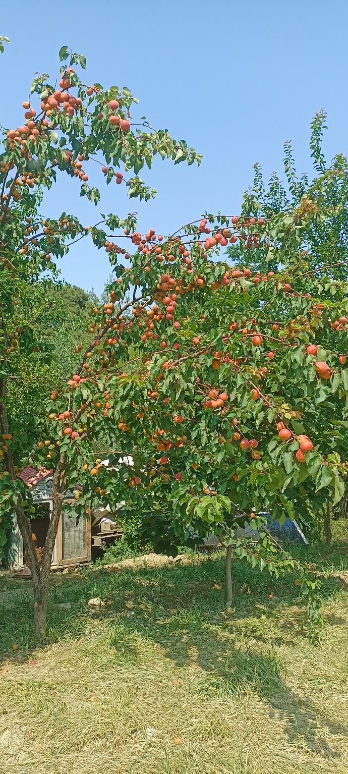 Tarlamda guzel kayısılarim olmuş ne yapabilirim?
