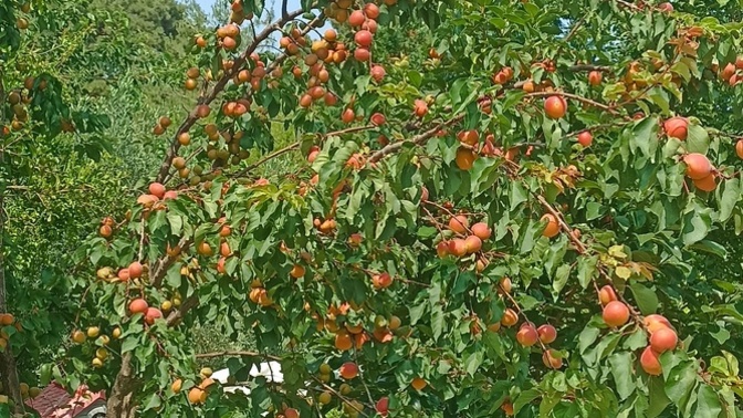 Tarlamda guzel kayısılarim olmuş ne yapabilirim?