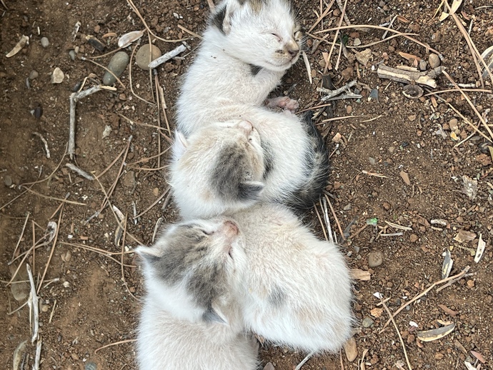 Terk edilmiş kedi buldum ne yapmalıyım?