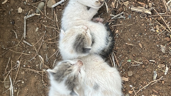 Terk edilmiş kedi buldum ne yapmalıyım?