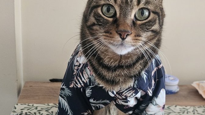 Bu kedi senin olsaydı adını ne koyardın acaba?