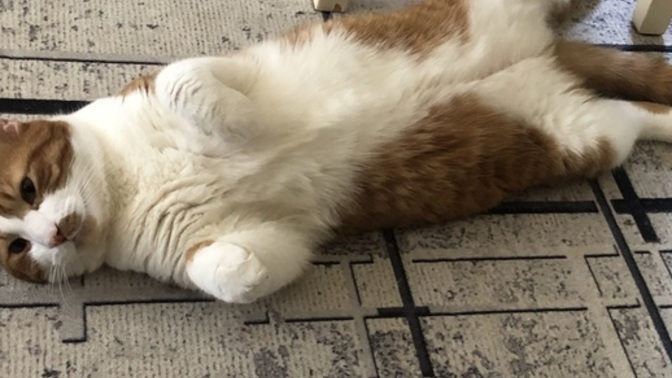 Bu kimin kedisi çabuk alsın😂 camdan girmiş gitmiyoda😂?