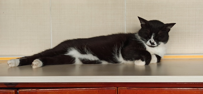 Kedi beslemek gerçekten ruhu huzurlu yapar mı?