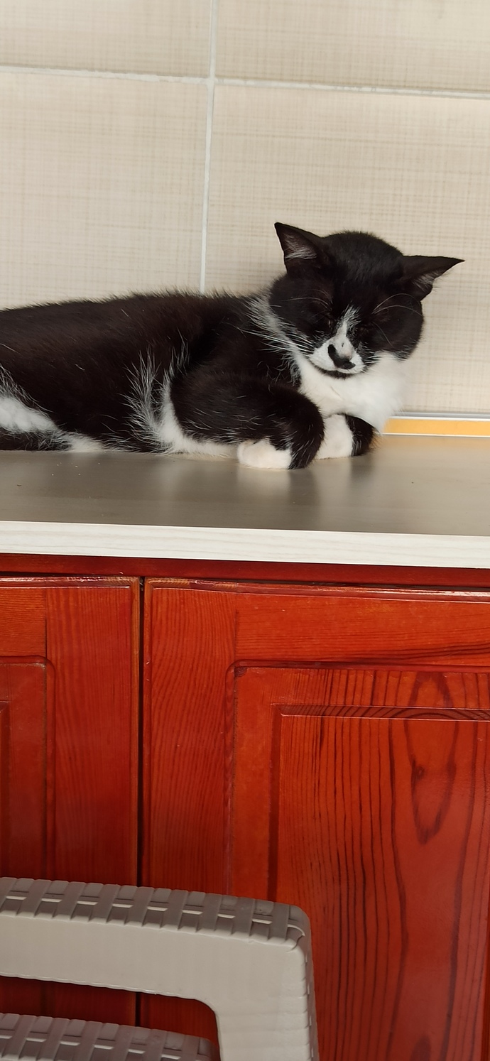 Kedi beslemek gerçekten ruhu huzurlu yapar mı?