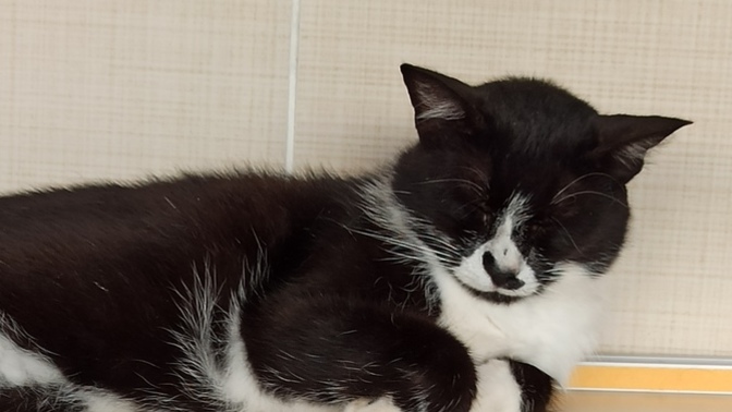 Kedi beslemek gerçekten ruhu huzurlu yapar mı?