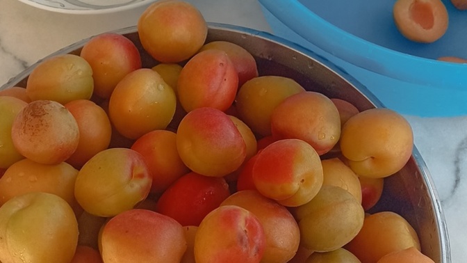 Kayısı reçeli yapıyoruz? Yaparmisiniz?