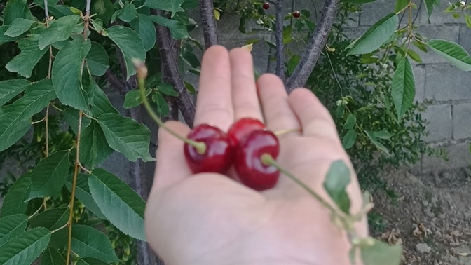 Vişne reçeli yapalim dedik? ?