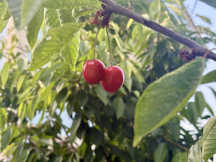 Dalından, organik kiraz 🍒 sever misin?