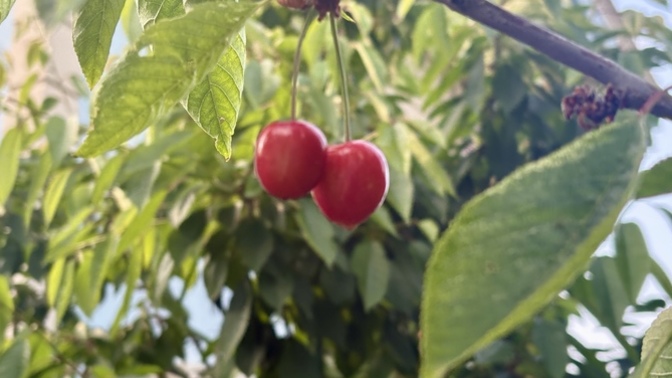 Dalından, organik kiraz 🍒 sever misin?