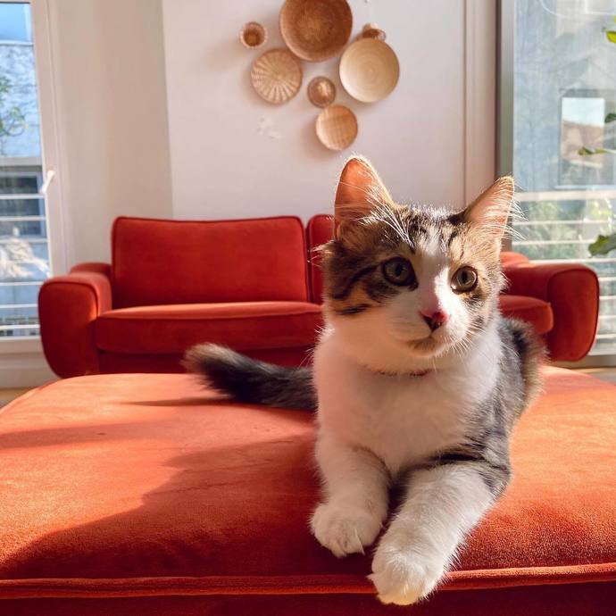 Kedi tüyüyle kaplı koltuklara en iyi çözüm ne?