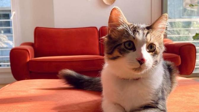 Kedi tüyüyle kaplı koltuklara en iyi çözüm ne?