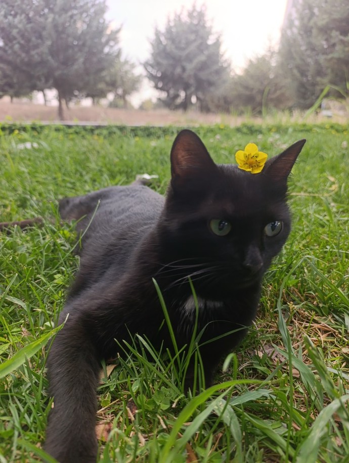 Siyah kedilerle ilgili batıl inancınız var mı 🐱?