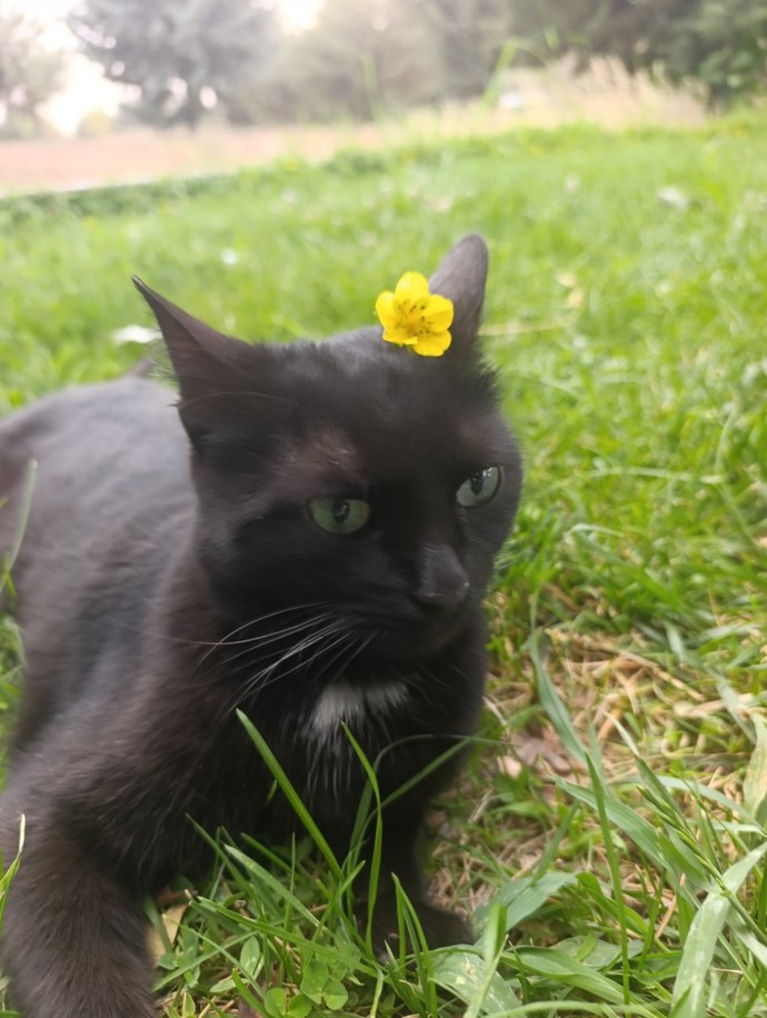 Siyah kedilerle ilgili batıl inancınız var mı 🐱?