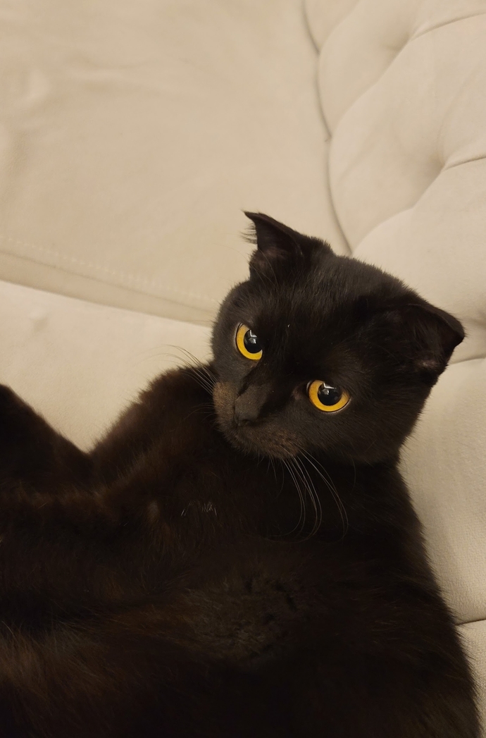 Siyah kedilerle ilgili batıl inancınız var mı 🐱?