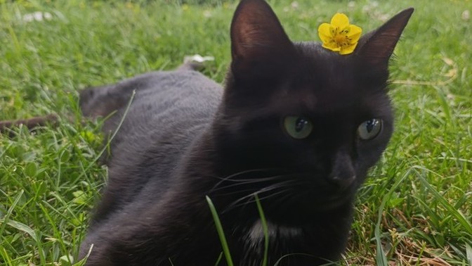 Siyah kedilerle ilgili batıl inancınız var mı 🐱?