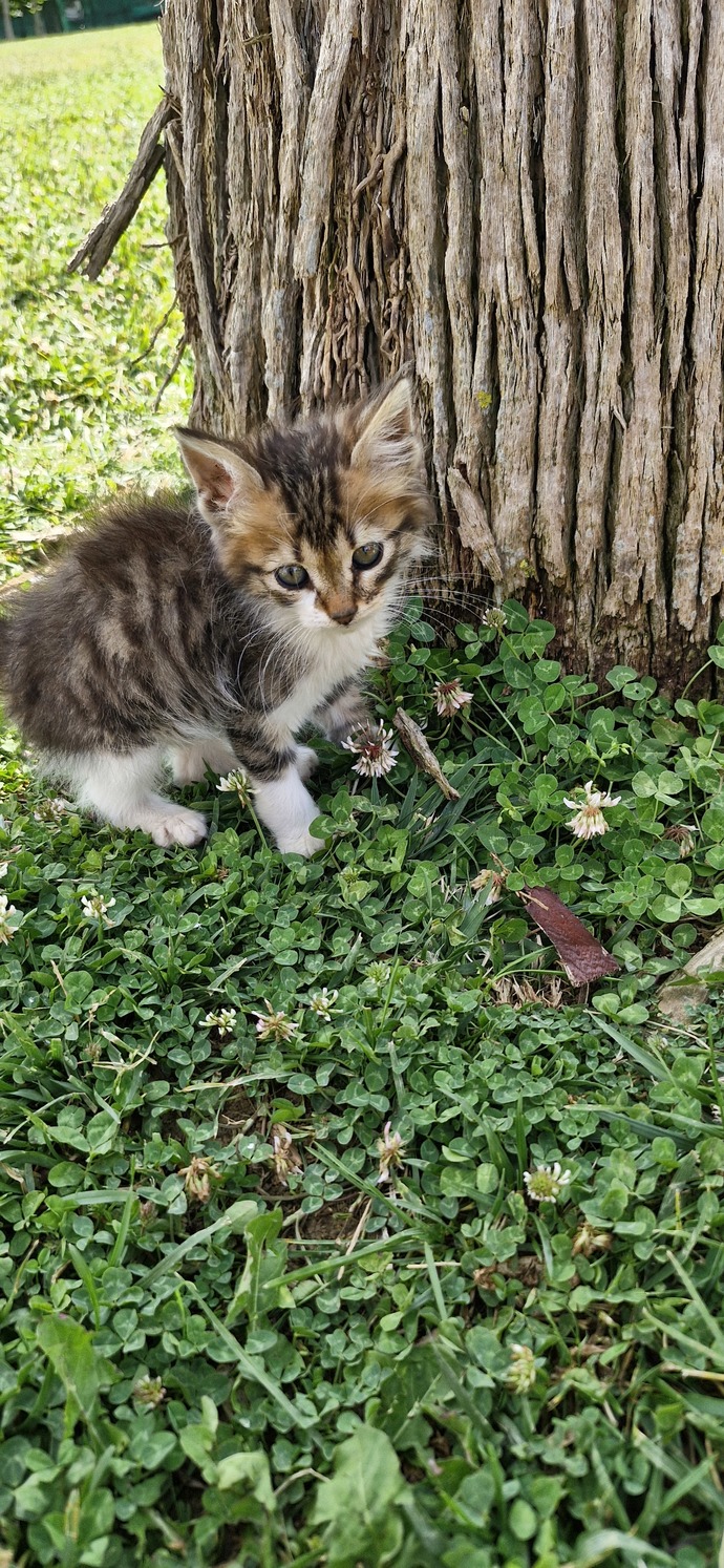 Kucağınızda bir hayvanı taşımak size keyif verir mi?
