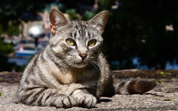 Hiç kazayla bir hayvanın ölümüne sebep oldunuz mu? Olduysa bu durumu nasıl atlattınız?