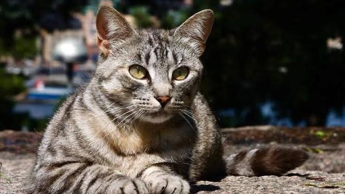 Hiç kazayla bir hayvanın ölümüne sebep oldunuz mu? Olduysa bu durumu nasıl atlattınız?