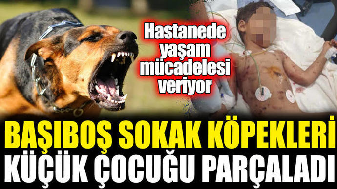 Koskoca Devlet şu sokak köpeklerini toplayamadı mı?