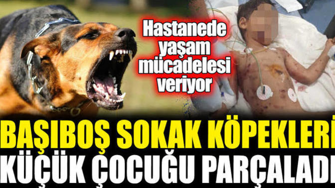 Koskoca Devlet şu sokak köpeklerini toplayamadı mı?