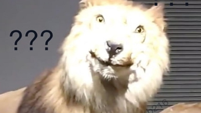 Kimin yanındayken kedi gibi olursunuz?