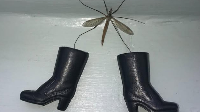 Sivrisineğim bu havada bot giyimiş sizce üşümemek için mi giydi yoksa dikkat çekmek için mi giymiştir?