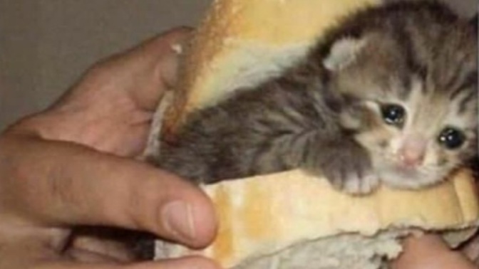 Ekmek arası yemeyi en çok sevdiğiniz sokak lezzeti nedir?