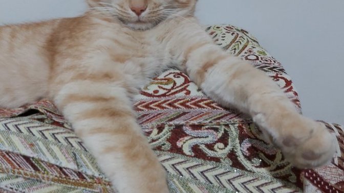 Bu yakışıklı erkek kedi senin olsaydı ismini ne koyardın?