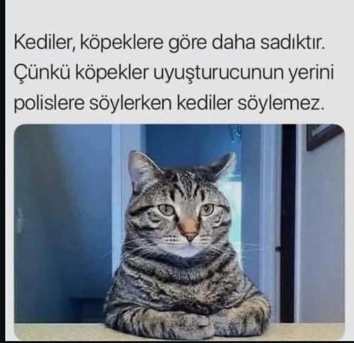 Kediler mi daha sadıktır köpekler mi?
