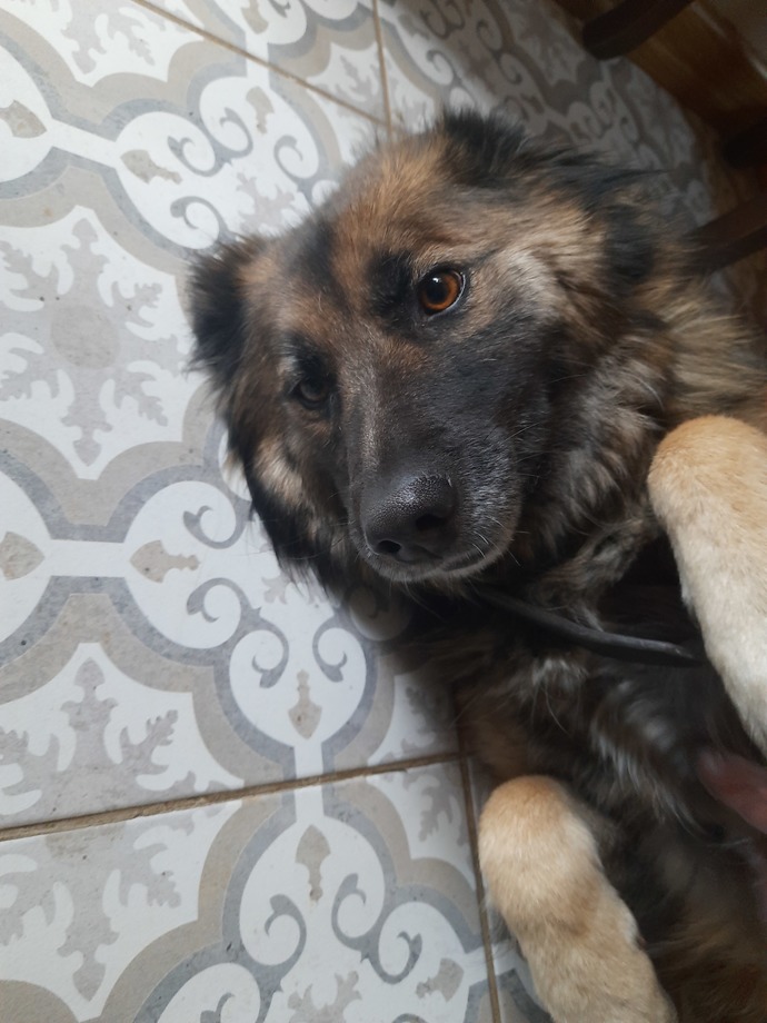 Arkadaşlar bu suçluya ne ceza verelim?