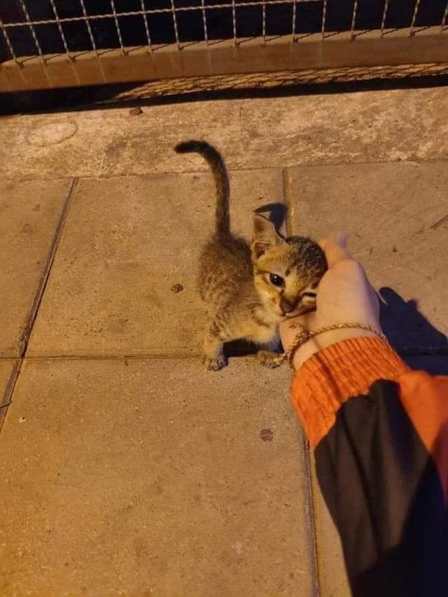 Sokakta bir yavru kedi görseniz, durup onunla ilgilenir misiniz?